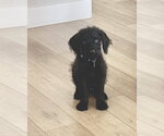 Small Photo #6 Mutt Puppy For Sale in Corona, CA, USA