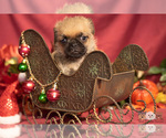 Small Photo #13 Brug Puppy For Sale in SAFFORD, AZ, USA
