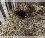 Puppy Puppy 3 Australian Shepherd