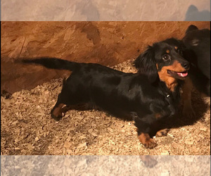 Mother of the Dachshund puppies born on 05/20/2020