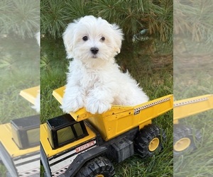 Maltese Puppy for sale in MIDDLEBURY, IN, USA