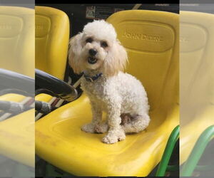 Father of the Cavapoo puppies born on 06/17/2025