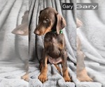 Small #2 Doberman Pinscher