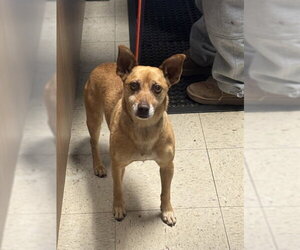 Chihuahua Dogs for adoption in Stockton, CA, USA