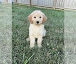Small Photo #1 Goldendoodle (Miniature) Puppy For Sale in BEECH GROVE, IN, USA