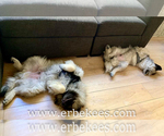 Small Photo #66 Keeshond Puppy For Sale in FAYETTEVILLE, TN, USA