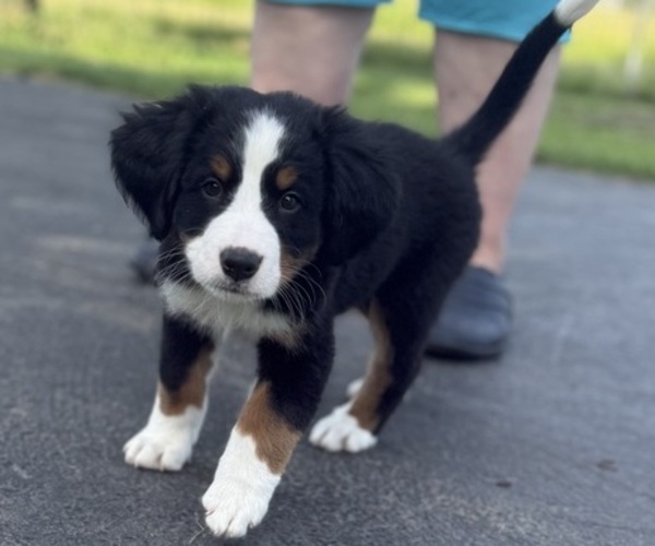 Medium Photo #46 Bernese Mountain Dog Puppy For Sale in SPRINGFIELD, OH, USA
