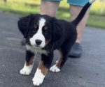 Small Photo #46 Bernese Mountain Dog Puppy For Sale in SPRINGFIELD, OH, USA