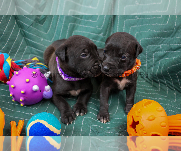 Medium Photo #2 Presa Canario Puppy For Sale in DENVER, CO, USA