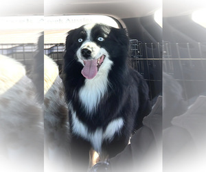 Father of the Miniature Australian Shepherd puppies born on 09/07/2025