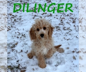 Cavapoo (Miniature) Puppy for sale in HARTLAND, MN, USA