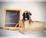 Small Photo #4 Boxer Puppy For Sale in NEW STANTON, PA, USA