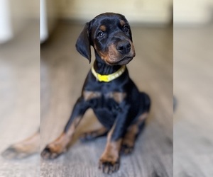 Doberman Pinscher Puppy for sale in NEWTON, NC, USA