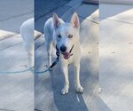 Small #3 Huskies  Mix