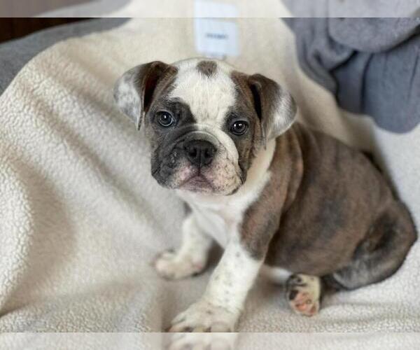 Medium Photo #1 English Bulldog Puppy For Sale in BOSTON, MA, USA