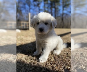 Great Pyrenees Puppy for sale in COLDWATER, KY, USA