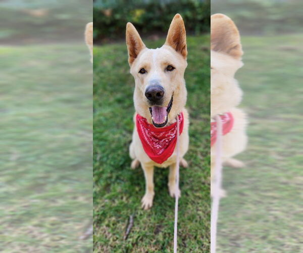 Medium Photo #4 Mutt Puppy For Sale in Newport Beach, CA, USA