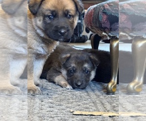 German Shepherd Dog Puppy for sale in WINONA, MN, USA