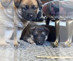 Image preview for Ad Listing. Nickname: Sadies Puppies