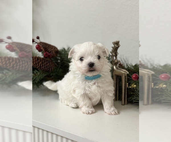 Medium Photo #2 Maltese Puppy For Sale in CITRUS HEIGHTS, CA, USA