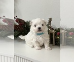 Small #1 Maltese