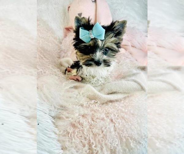 Medium Photo #4 Biewer Terrier Puppy For Sale in PEMBROKE PINES, FL, USA