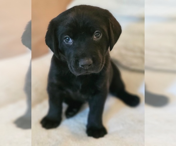 Medium Photo #7 Golden Labrador Puppy For Sale in BENNINGTON, NE, USA