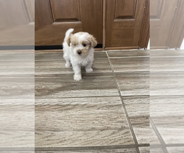 Medium Photo #24 Maltipoo Puppy For Sale in APPLE VALLEY, CA, USA