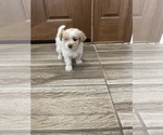 Small #23 Maltipoo
