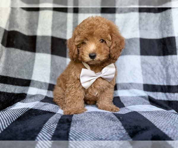 Medium Photo #2 YorkiePoo Puppy For Sale in LAKELAND, FL, USA