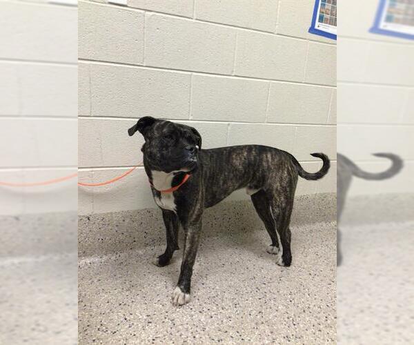 Medium Photo #1 American Bulldog-Staffordshire Bull Terrier Mix Puppy For Sale in Brighton, CO, USA