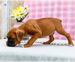 Small Photo #17 Boxer Puppy For Sale in WAKARUSA, IN, USA