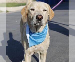 Labrador Retriever Dogs for adoption in San Antonio, TX, USA