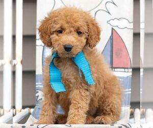 Goldendoodle (Miniature) Puppy for sale in NEWMANSTOWN, PA, USA