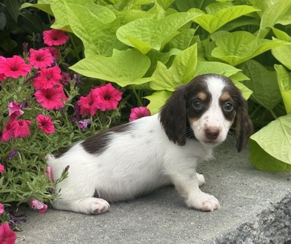 Medium Photo #5 Dachshund Puppy For Sale in CANOGA, NY, USA