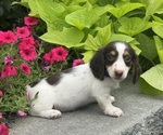 Small #4 Dachshund