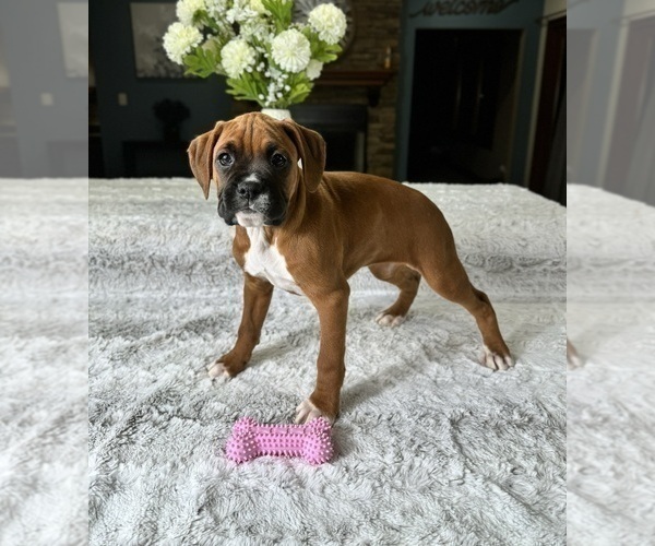 Medium Photo #2 Boxer Puppy For Sale in GREENFIELD, IN, USA
