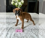 Small Photo #2 Boxer Puppy For Sale in GREENFIELD, IN, USA