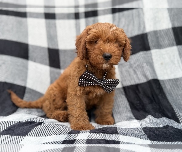 Medium Photo #3 Cavapoo (Standard) Puppy For Sale in LAKELAND, FL, USA
