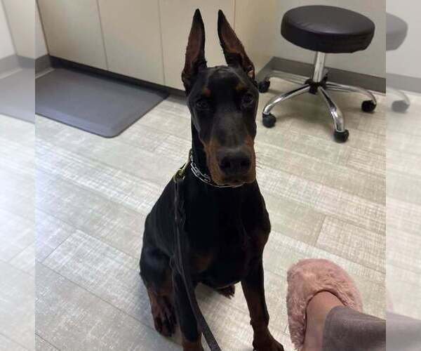 Medium Photo #48 Doberman Pinscher Puppy For Sale in FORT LAUDERDALE, FL, USA