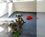 Small Photo #5 American Bully-French Bulldog Mix Puppy For Sale in FAYETTEVILLE, NC, USA