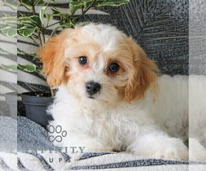 Cavachon Puppy for sale in GORDONVILLE, PA, USA