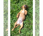 Small #3 American Staffordshire Terrier Mix