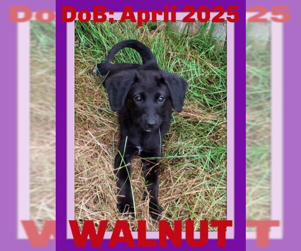Medium Photo #1 Mutt Puppy For Sale in Sebec, ME, USA