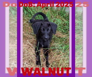 Mutt Dogs for adoption in Sebec, ME, USA