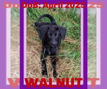 Small Mutt