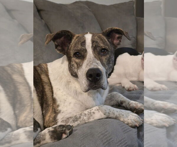 Medium Photo #10 American Pit Bull Terrier-Huskies  Mix Puppy For Sale in OKLAHOMA CITY, OK, USA