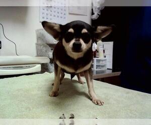 Chihuahua-Unknown Mix Dogs for adoption in Martinez, CA, USA