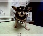 Small Chihuahua Mix