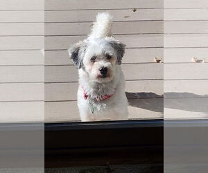 Havanese Dogs for adoption in St. Louis Park, MN, USA